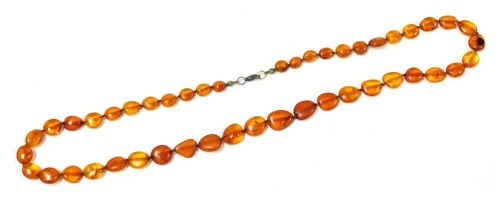 A string of compressed graduated amber beads, individually knotted, on a lobster claw clasp, 17.7g