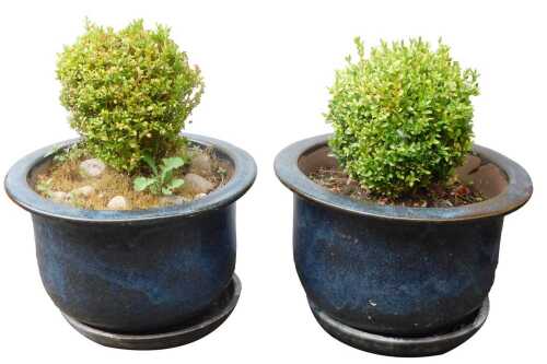 A pair of blue glazed garden planters, each with box tree and stand, 40cm high, 52cm wide.