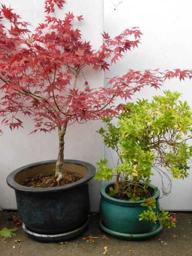A blue glazed garden pot and stand, with red acer, 40cm high, 64cm wide, and a further turquoise example with stand, 28cm high. (2)