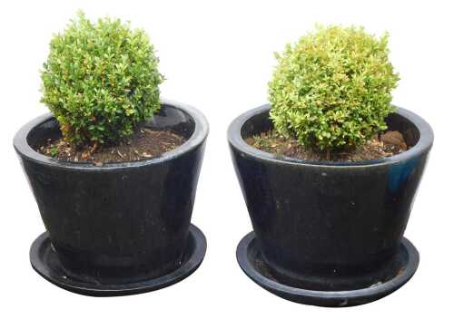 A pair of reconstituted and blue glazed garden planters, each with box tree and stand, 43cm high, 55cm wide. (2)