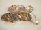 A pair of silver shell salts on three bun feet