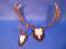 A mounted set of fallow deer antlers and roe deer antlers