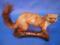A taxidermy Mink.