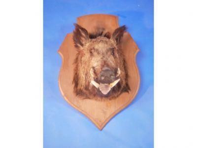 A taxidermy Wild Boar's head