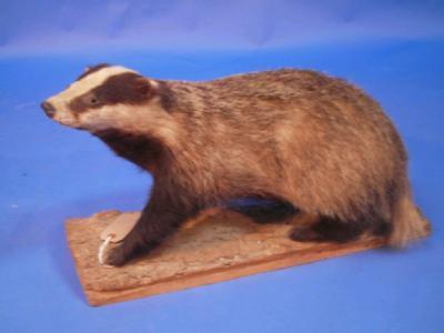 A taxidermy badger mounted on a log