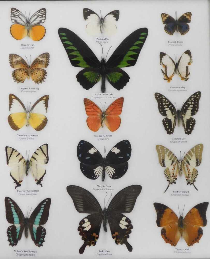 Lepidoptery. Assorted butterflies, including Rajah Brook, Magpie Crown ...
