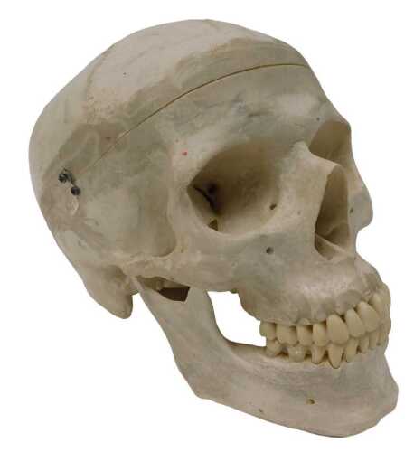 A museum model of a faux human skull, in a wooden carry case, 19cm high.