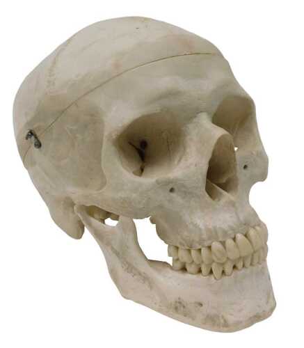 A museum model of a faux human skull, in a wooden carry case, 19cm high.