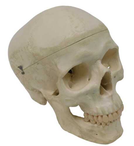 A museum model of a faux human skull, in a wooden carry case, 19cm high.