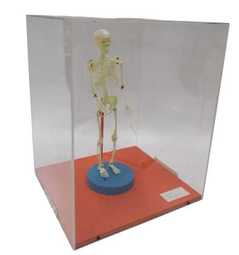 A museum model plastic miniature human skeleton, in a Perspex display case, the skeleton 36cm...