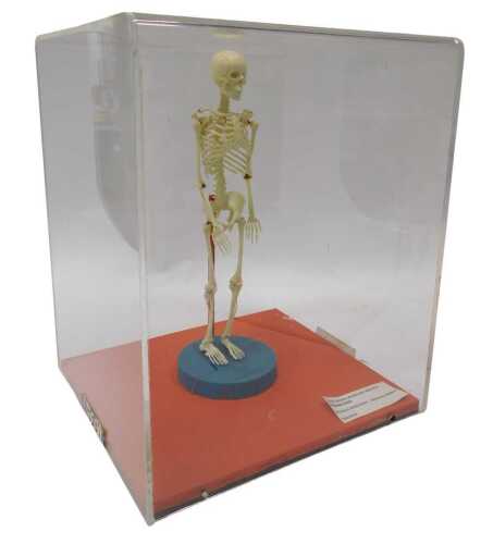 A museum model plastic miniature human skeleton, in a Perspex display case, the skeleton 36cm...