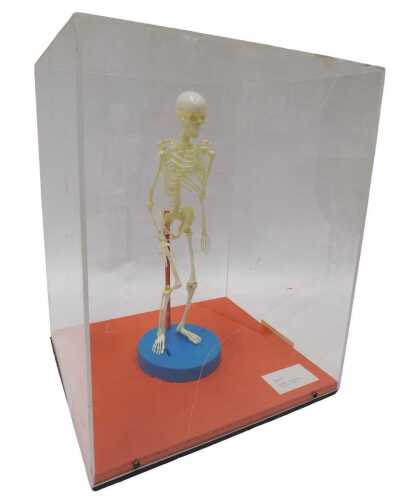 A museum model plastic miniature human skeleton, in a Perspex display case, the skeleton 36cm...