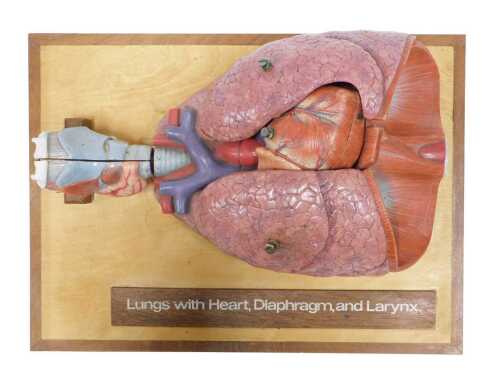 A resin model of the human lungs with heart, diaphragm and larynx, mounted on wooden board, 40cm...