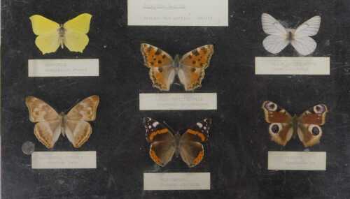 A British butterflies display case, containing the Purple Emperor, Brimstone, Large...