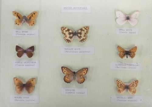 A museum display case of British butterflies, to include the Wall Brown, Purple Hairstreak,...