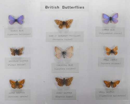 A museum display case of British butterflies, comprising Adonis Blue, Grizzled Skipper, Large...