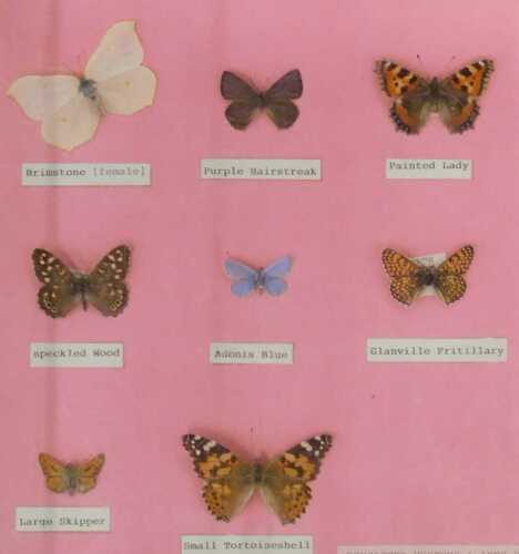 A museum display case of British butterflies, comprising Brimstone, Speckled Wood, Large Skipper,...