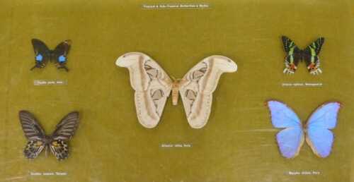 A museum display case of tropical and sub-tropical butterflies and moths, comprising the Papilio...