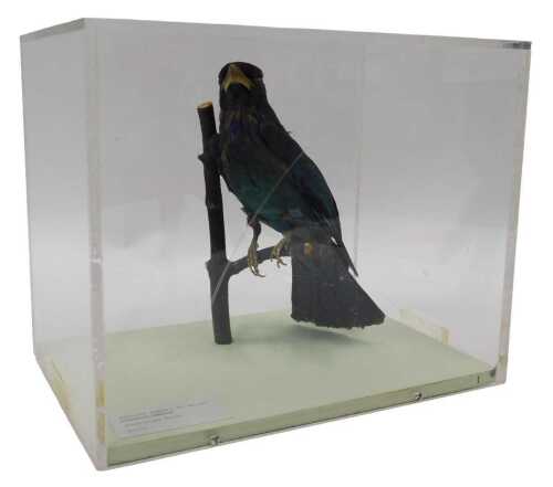 A taxidermied model of a broad-tailed roller, perched on a branch, in a Perspex display case,...