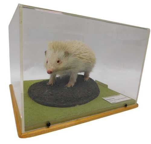 A taxidermied model of an Icicle Albino hedgehog, in a Perspex display case, 23cm high, 30cm...