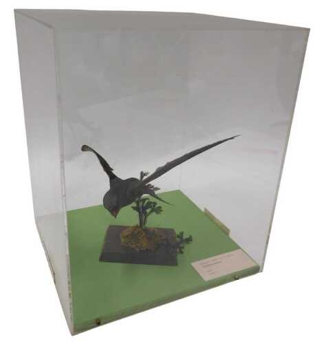 A taxidermied model of a swift, on perch, 25cm high, in a Perspex display case, 39cm high, 31cm...