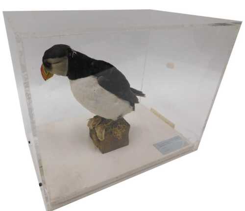 A taxidermied model of a puffin, on a wooden perch, in a Perspex display case, 28cm high, 32cm...