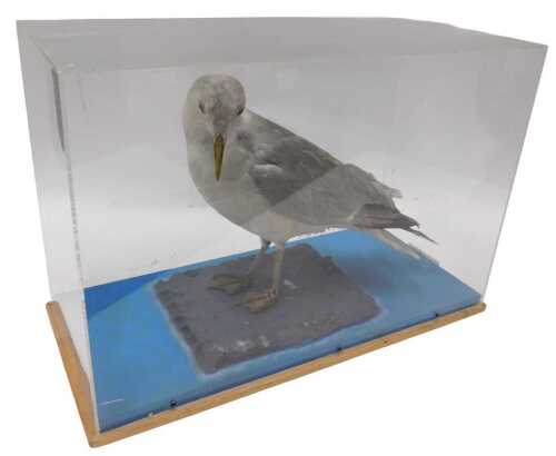 A taxidermied model of a seagull, in a Perspex case, 43cm high, 60cm wide, 29cm deep.