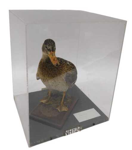 A taxidermied female mallard, mounted on a wooden base, in a Perspex display case, 40cm high,...