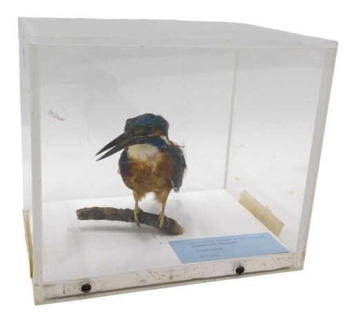 A taxidermied model of a kingfisher, perched on a branch, 18cm high, 20cm wide, 14cm deep.