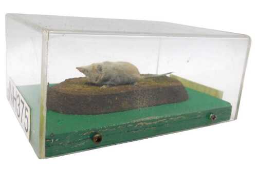 A taxidermied model of a common shrew, on wooden log, in a Perspex display case, 10cm high, 19cm...