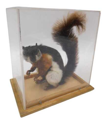 A taxidermied model of a prevost squirrel, in a Perspex display case, 26cm high, 25cm wide, 17cm...