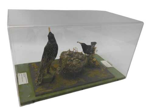 A taxidermied model of a starling family at nest, in a Perspex case, 31cm high, 53cm wide, 28cm...