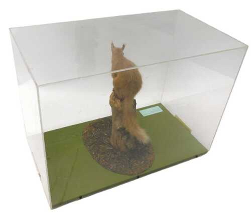 A taxidermied model of a red squirrel, eating nut, on branch, in a Perspex case, 39cm high, 54cm...