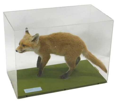 A taxidermied model of a red fox cub on the prowl, in a Perspex display case, 42cm high, 54cm...