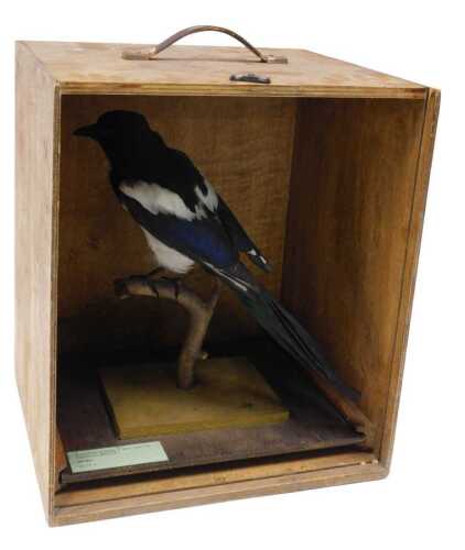 A taxidermied model of a magpie, perched on branch, in a wooden storage trunk, 44cm high, 38cm...