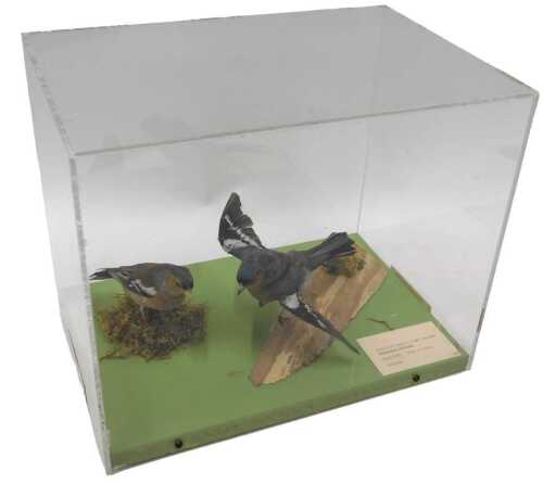 A taxidermied model of a male and female chaffinch, in a naturalistic environment, on a branch,...