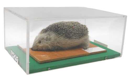 A taxidermied model of a hedgehog, on a plywood plinth, in a Perspex display case, 15cm high,...