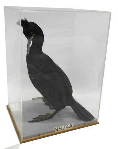 A taxidermied model of a shag, in a Perspex display case, 46cm high, 26cm wide, 32cm deep.