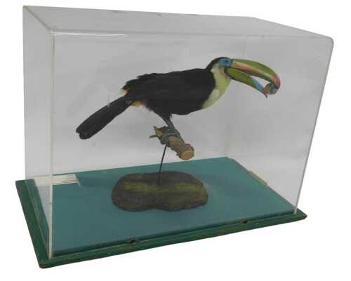 A taxidermied model of a toucan, stylised on branch, on a moulded base, in a Perspex case, 41cm...