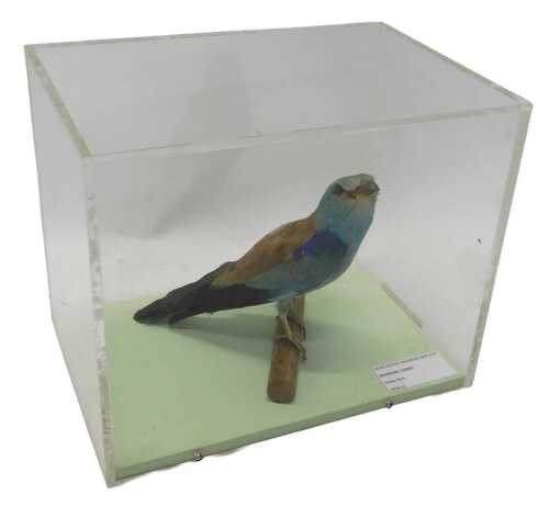 A taxidermied model of a roller bird, perched on branch, in a Perspex display case, 28cm high,...