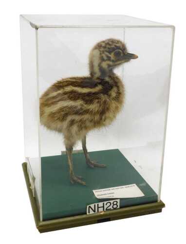 A taxidermied model of an emu chick, in a Perspex display case, 34cm high, 21cm wide, 21cm deep.