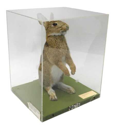 A taxidermied model of a rabbit, reared on back legs, in a Perspex display case, 39cm high, 32cm...