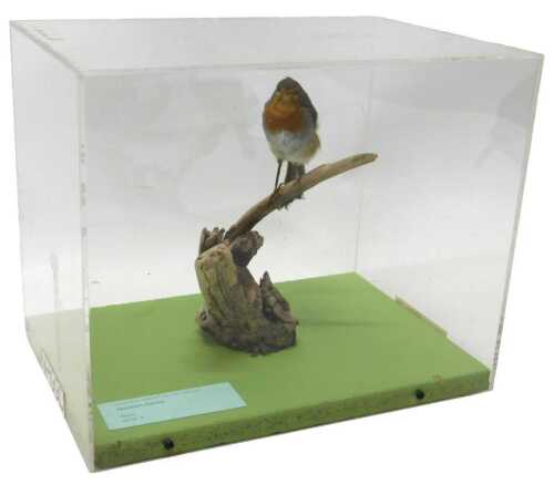 A taxidermied model of a robin, perched on a willow branch, in a Perspex display case, 28cm high,...