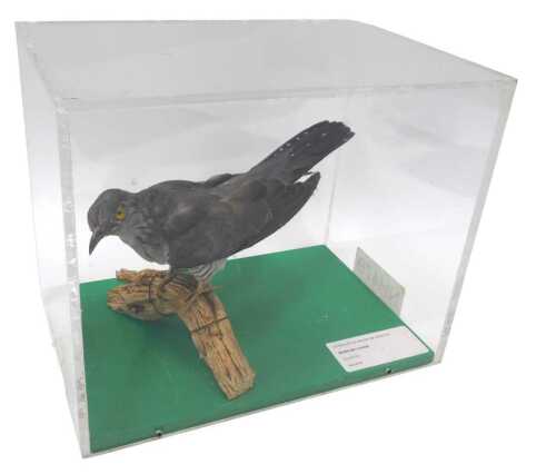 A taxidermied model of a cuckoo, mounted on a willow branch, in a Perspex display case, 28cm...