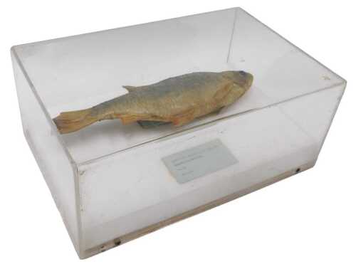 A taxidermied model of a roach, in a Perspex display case, 14cm high, 31cm wide, 20cm deep.