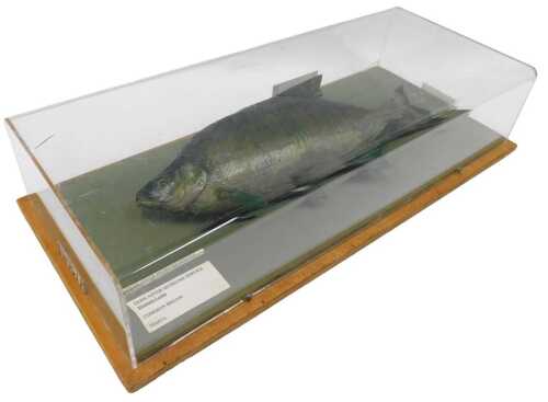 A taxidermied model of a common bream, in a Perspex display case, 27cm high, 54cm wide, 15cm...