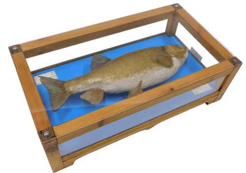 A taxidermied model of a chubb, in a pine and Perspex display case, 20cm high, 60cm wide, 34cm...