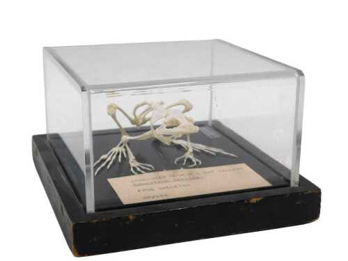 A museum model of a frog skeleton, in a Perspex display case, 10cm high, 14cm wide, 12cm deep.