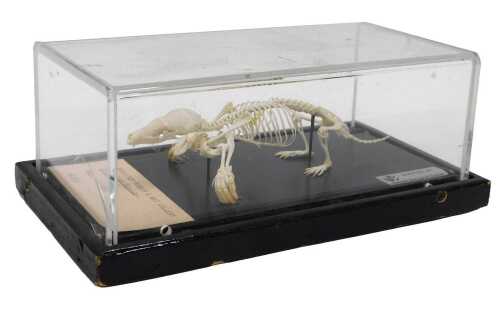 A museum model of a mole skeleton, mounted in a Perspex case, 10cm high, 20cm wide, 11cm deep.