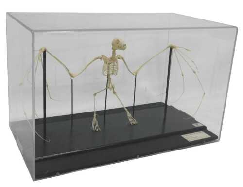 A museum model of a fruit bat skeleton, in a Perspex display case, 33cm high, 54cm wide, 28cm deep.